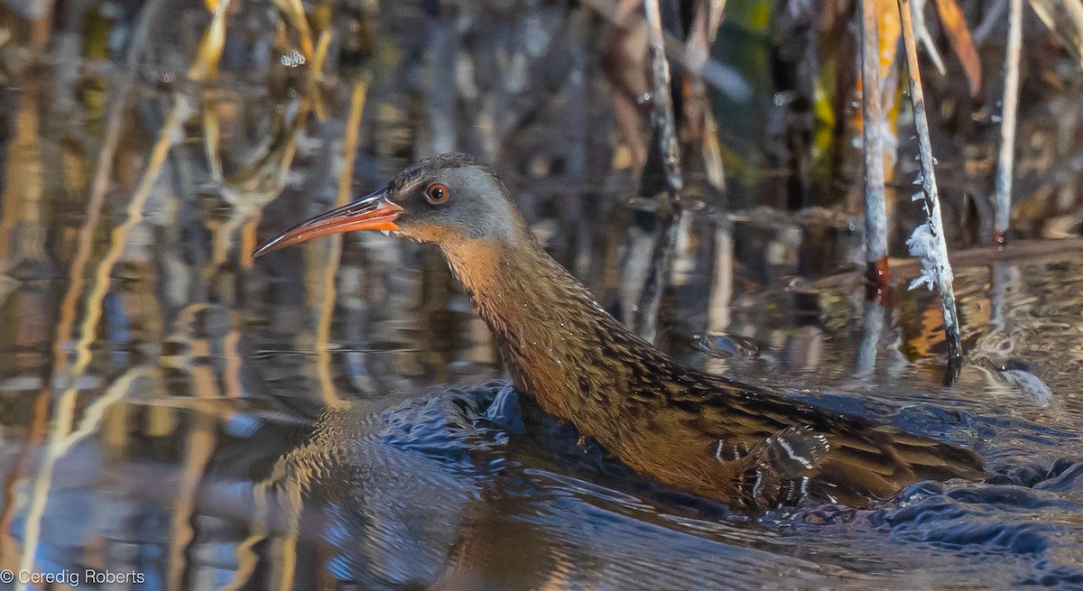 Virginia Rail - ML611680180