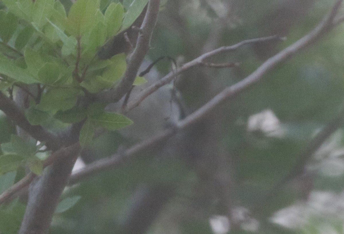 Chestnut-sided Warbler - logan kahle