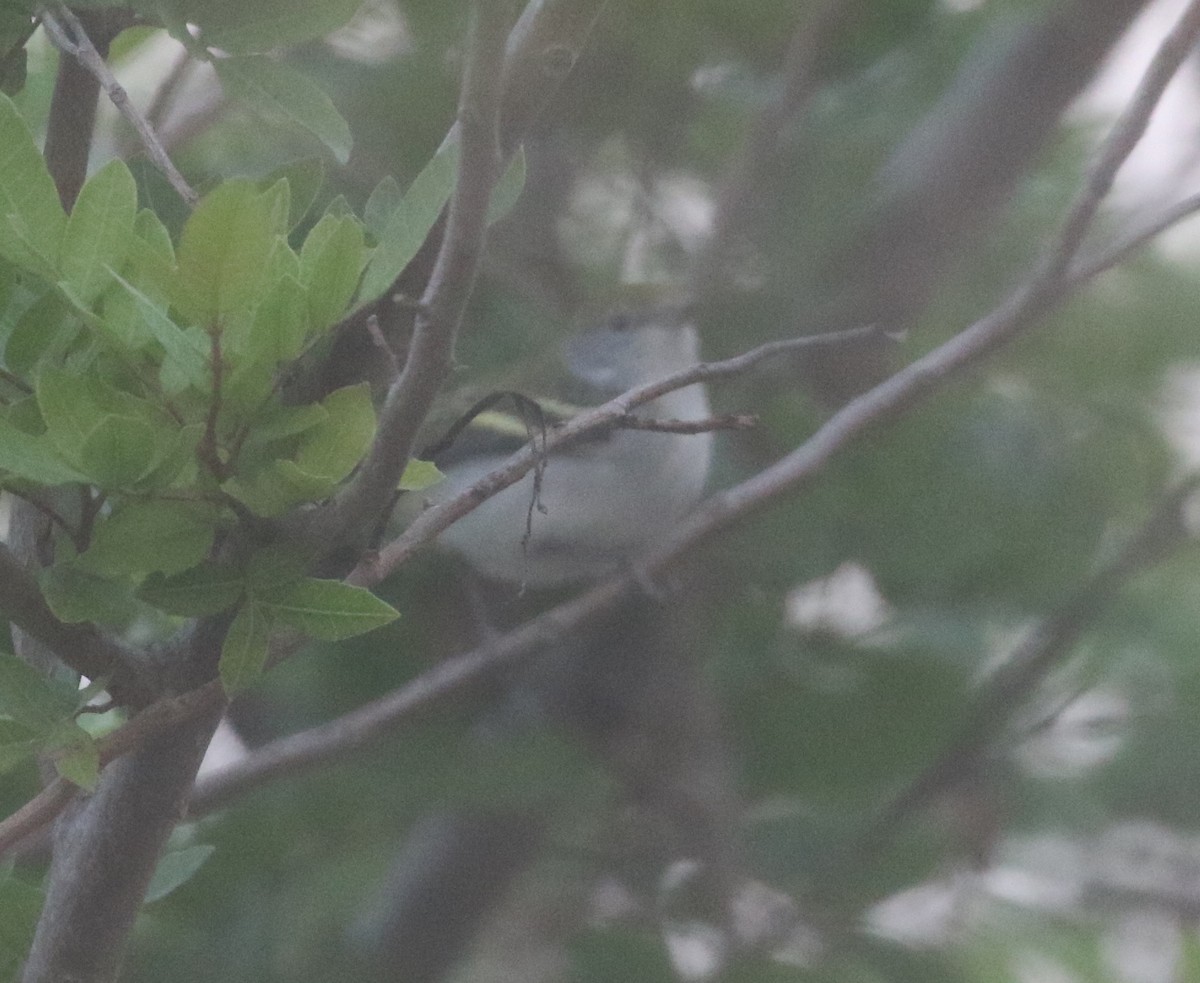 Chestnut-sided Warbler - logan kahle