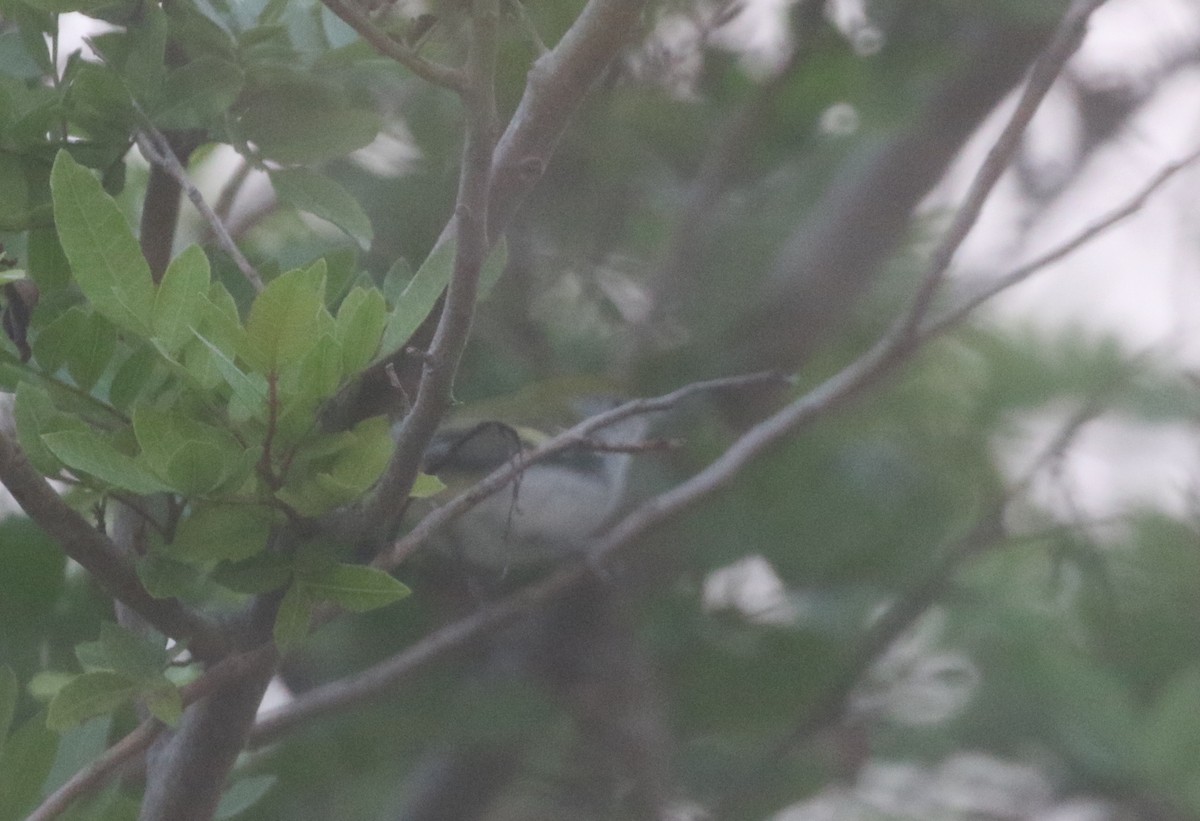 Chestnut-sided Warbler - logan kahle