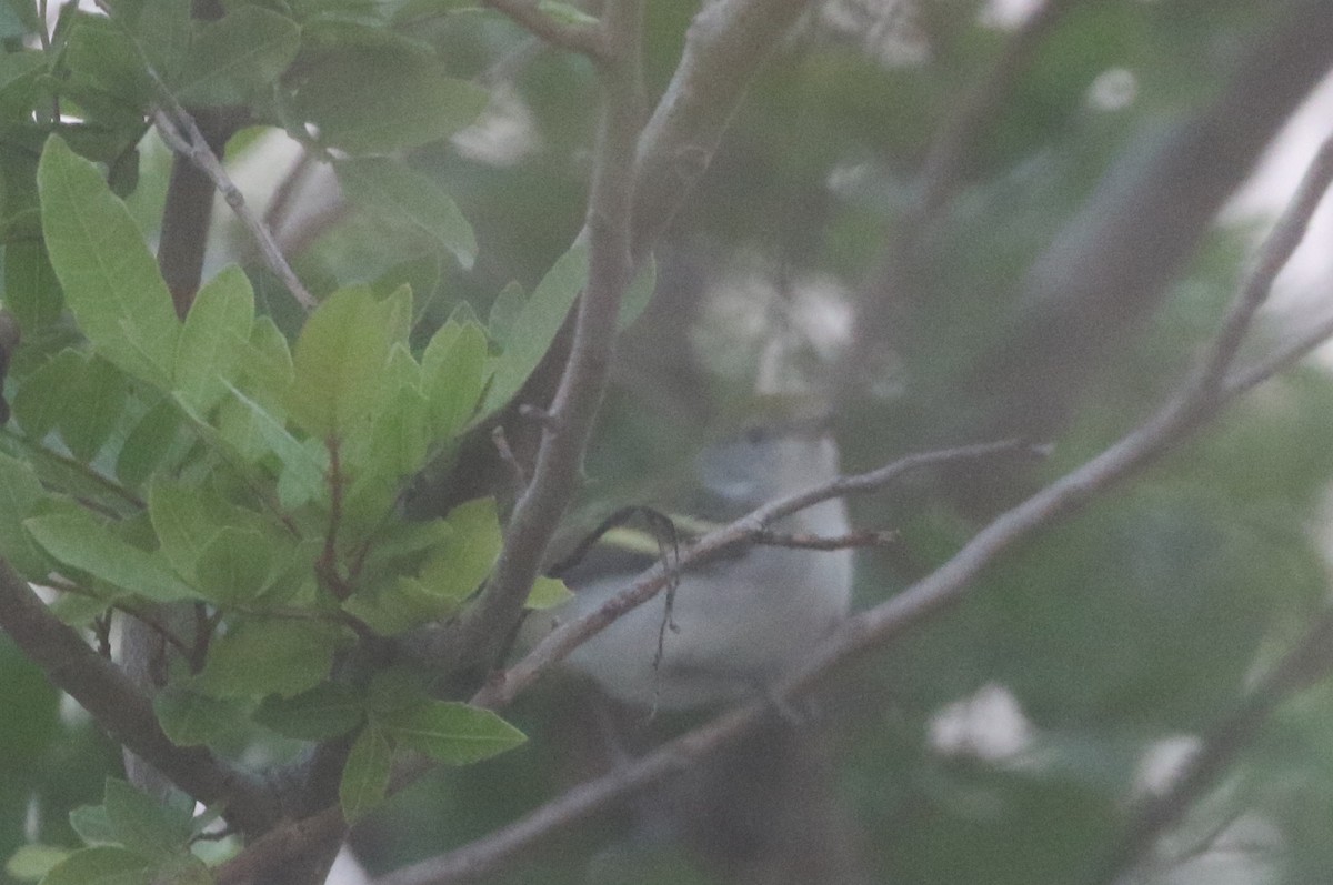 Chestnut-sided Warbler - logan kahle