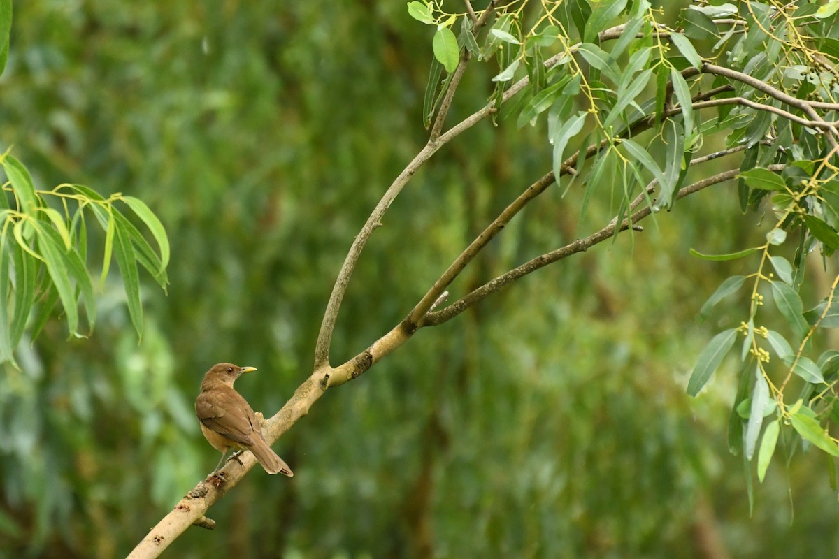 Clay-colored Thrush - ML611680241