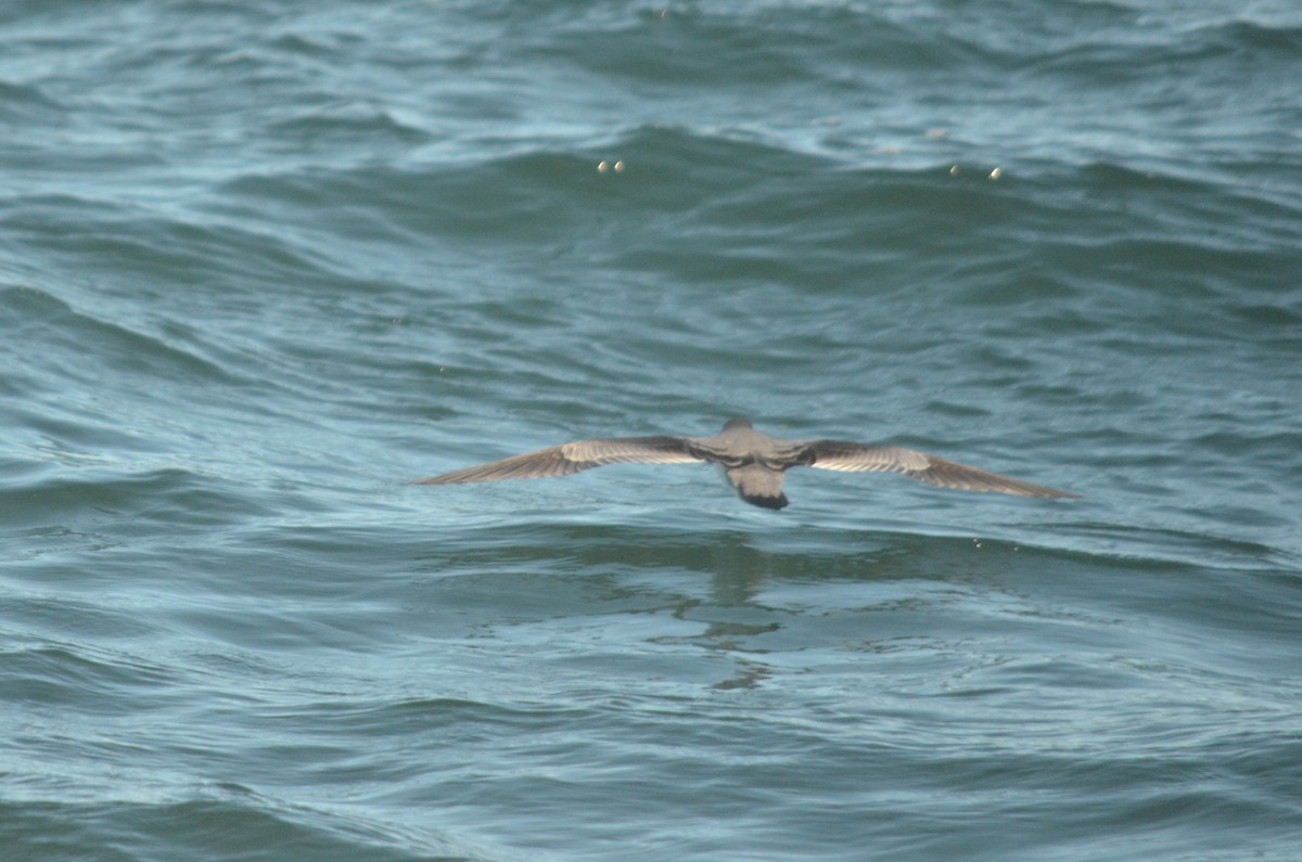 Buller's Shearwater - ML611680242