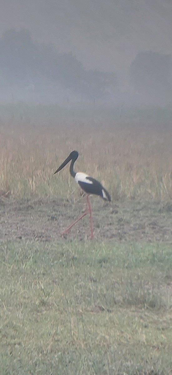 Black-necked Stork - ML611680255
