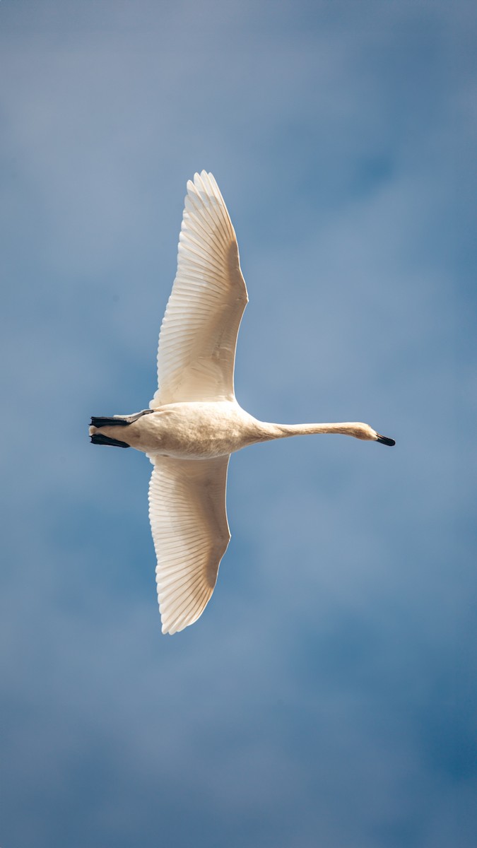 Trumpeter Swan - ML611680334