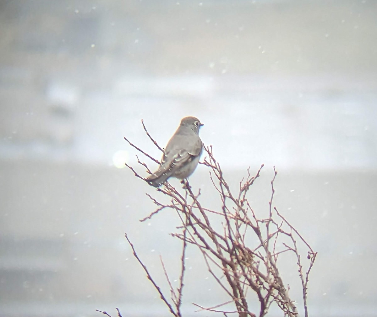 Townsend's Solitaire - ML611680336