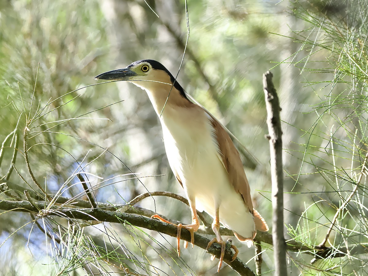 Nankeen Night Heron - Allan Johns