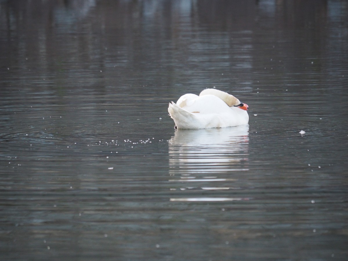 Cygne tuberculé - ML611680373