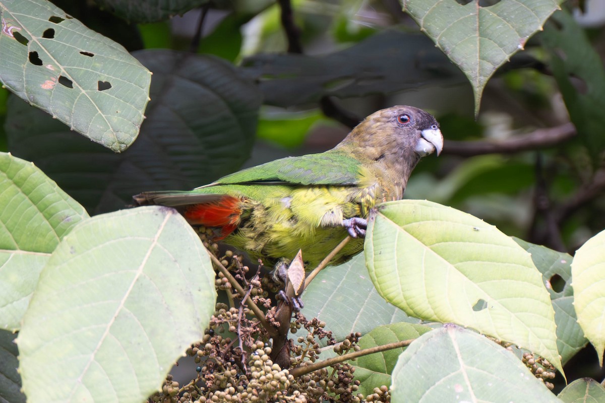 Modest Tiger-Parrot - ML611680375