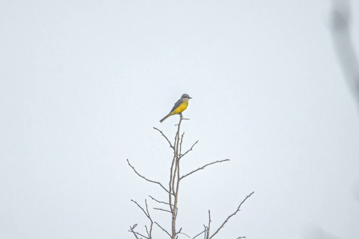 Couch's Kingbird - Enrique Mejía