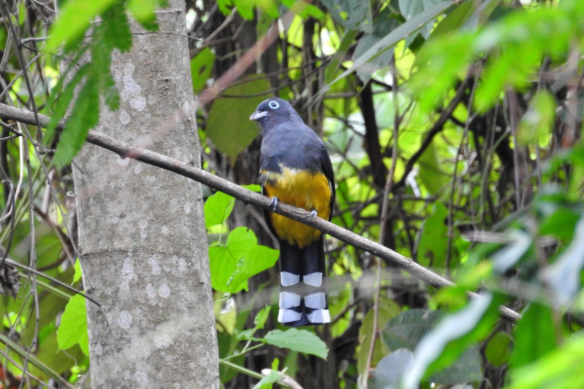 trogon černohlavý - ML611680421