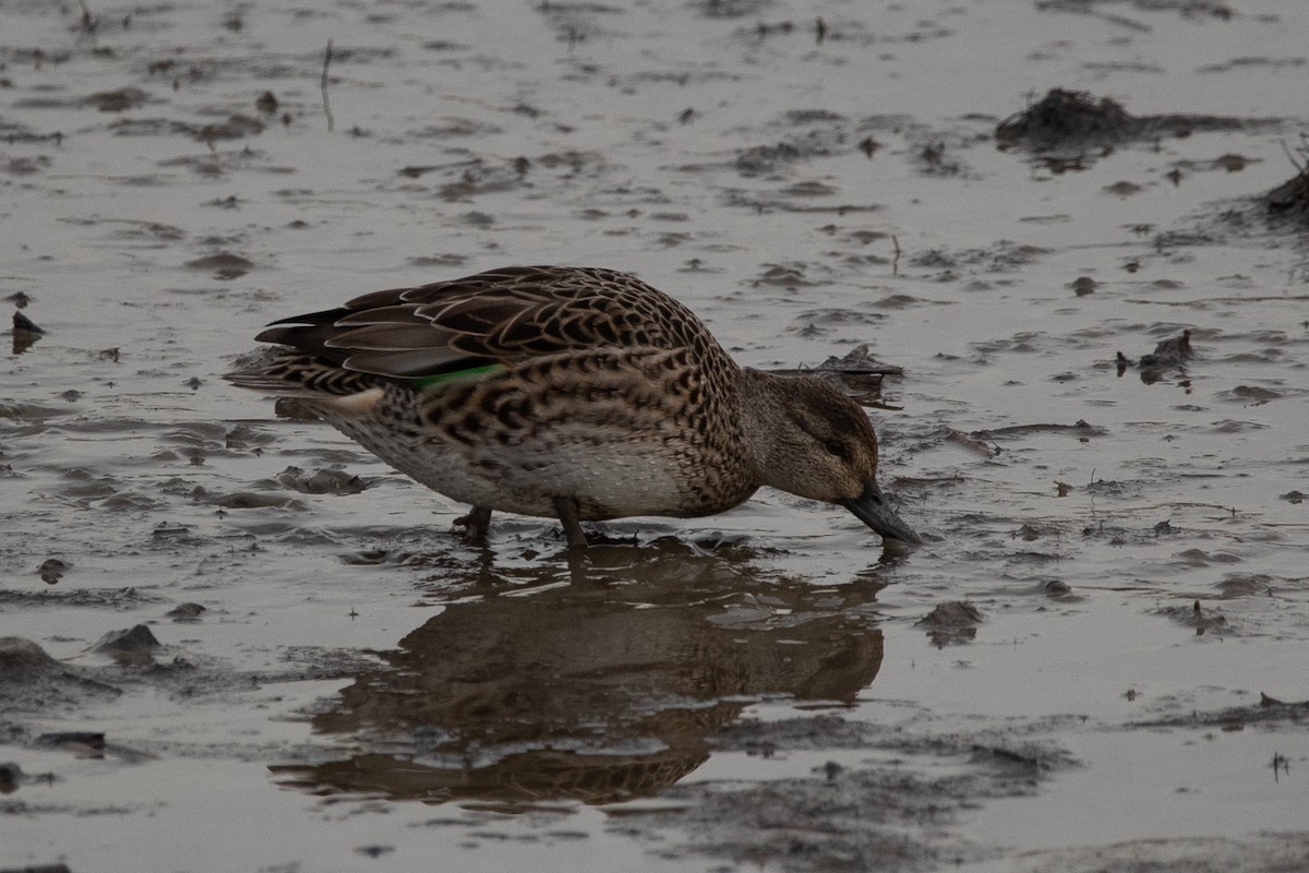 Green-winged Teal - ML611680482