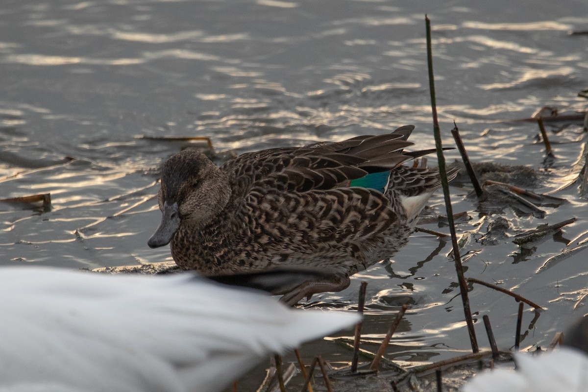 Green-winged Teal - ML611680483