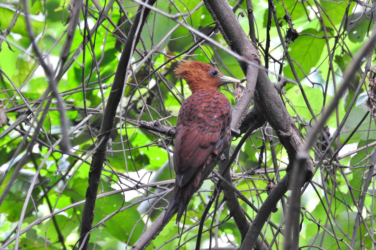 Chestnut-colored Woodpecker - ML611680487