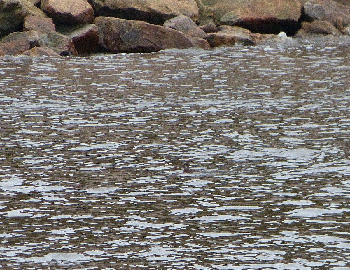 Ruddy Duck - ML611680516