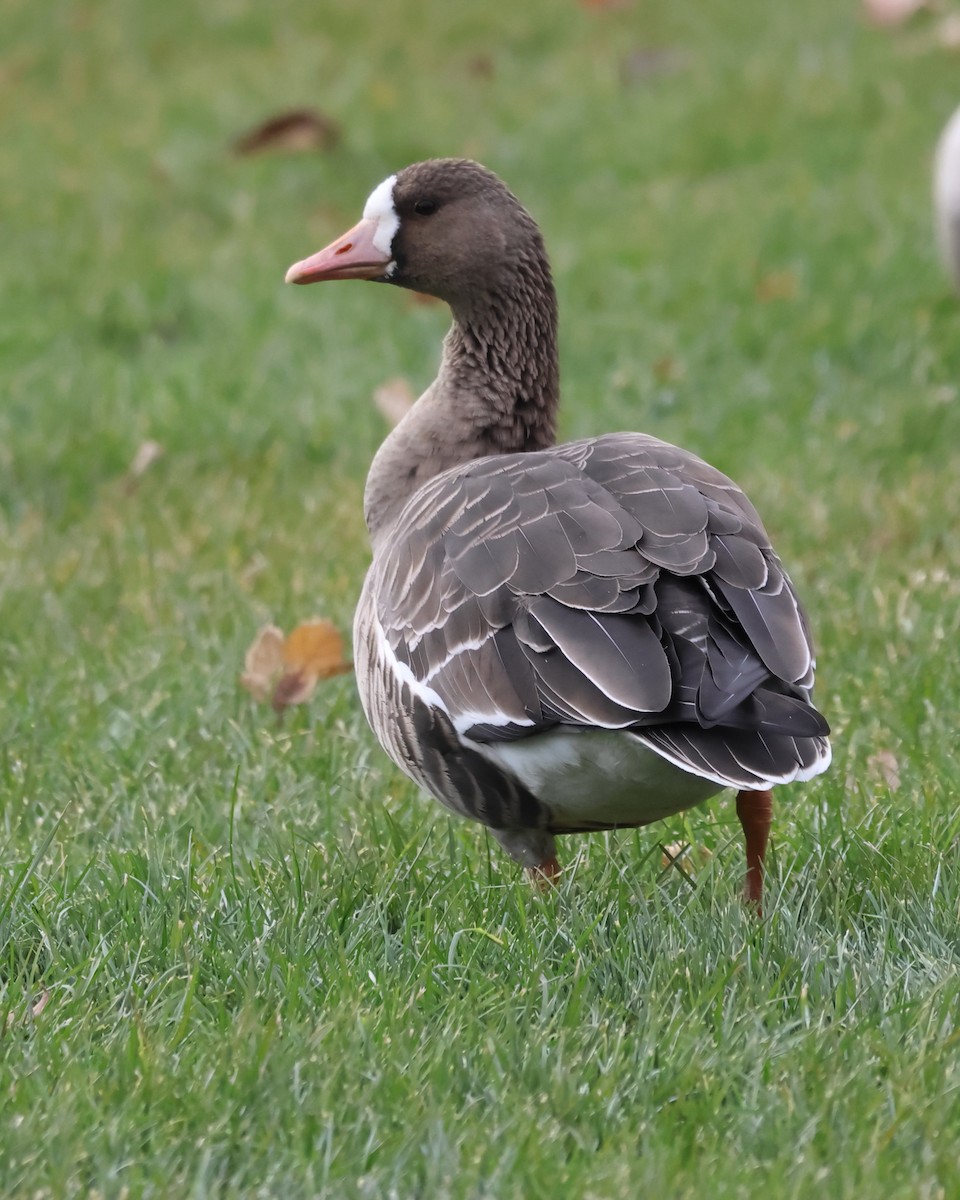 Greater White-fronted Goose - ML611680520