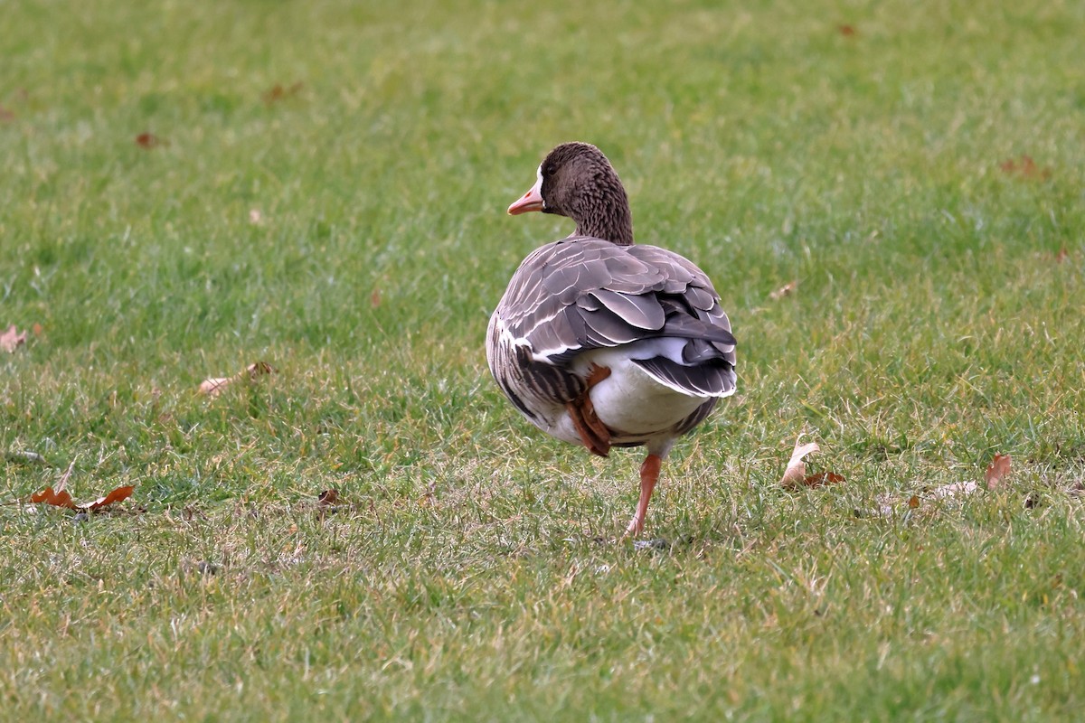 Greater White-fronted Goose - ML611680521