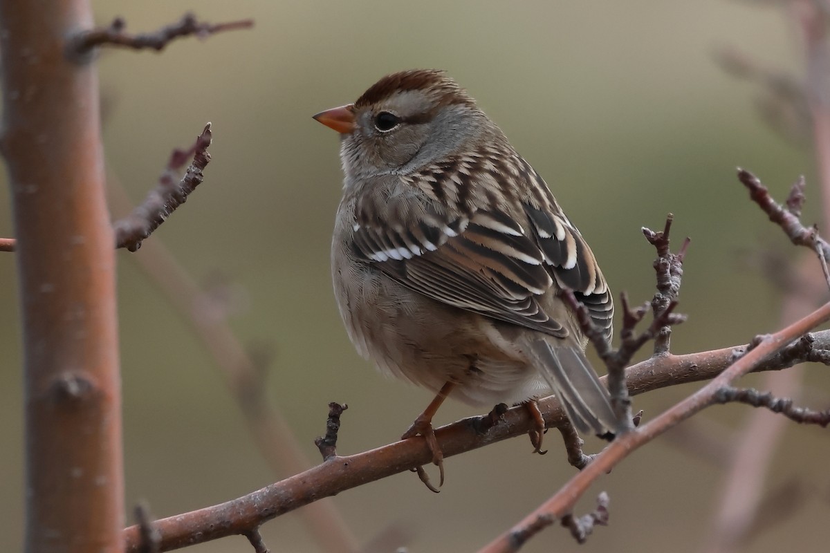 White-crowned Sparrow - ML611680548