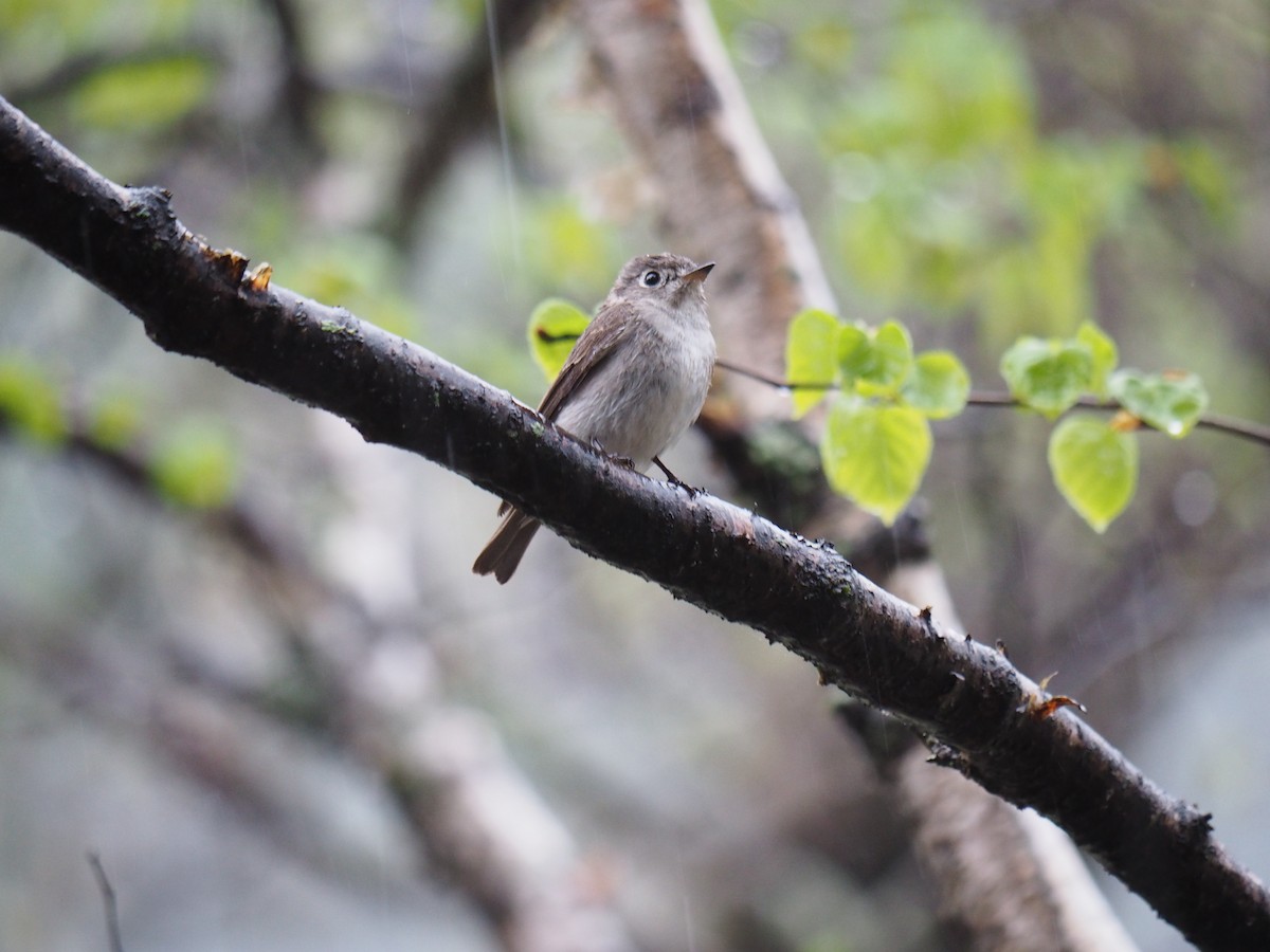 Asian Brown Flycatcher - ML611680561