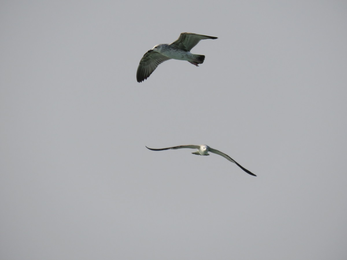 Lesser Black-backed Gull - ML611680565