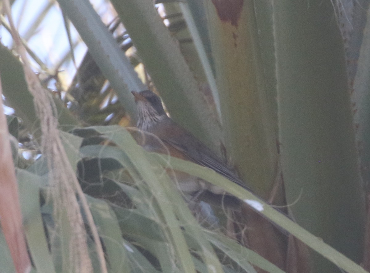 Rufous-backed Robin - ML611680567