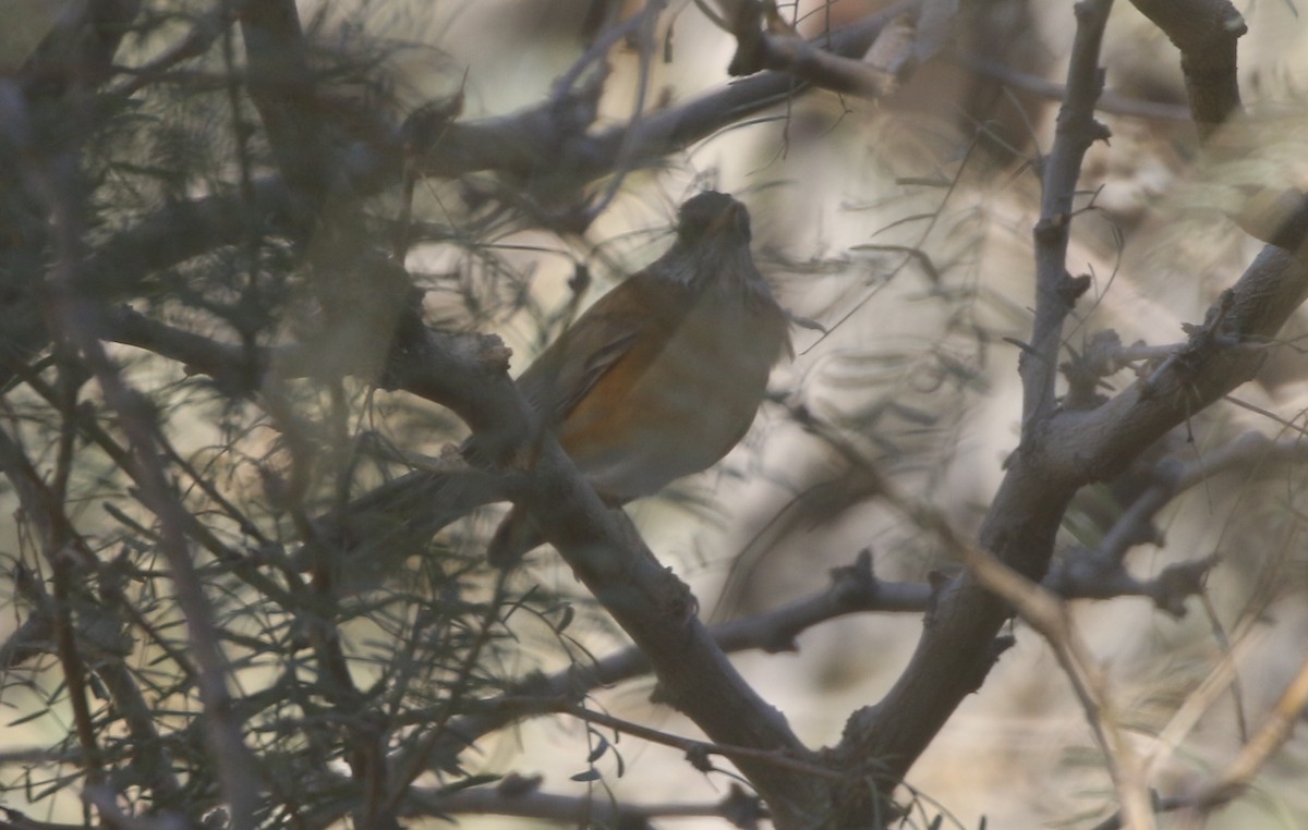 Rufous-backed Robin - ML611680568