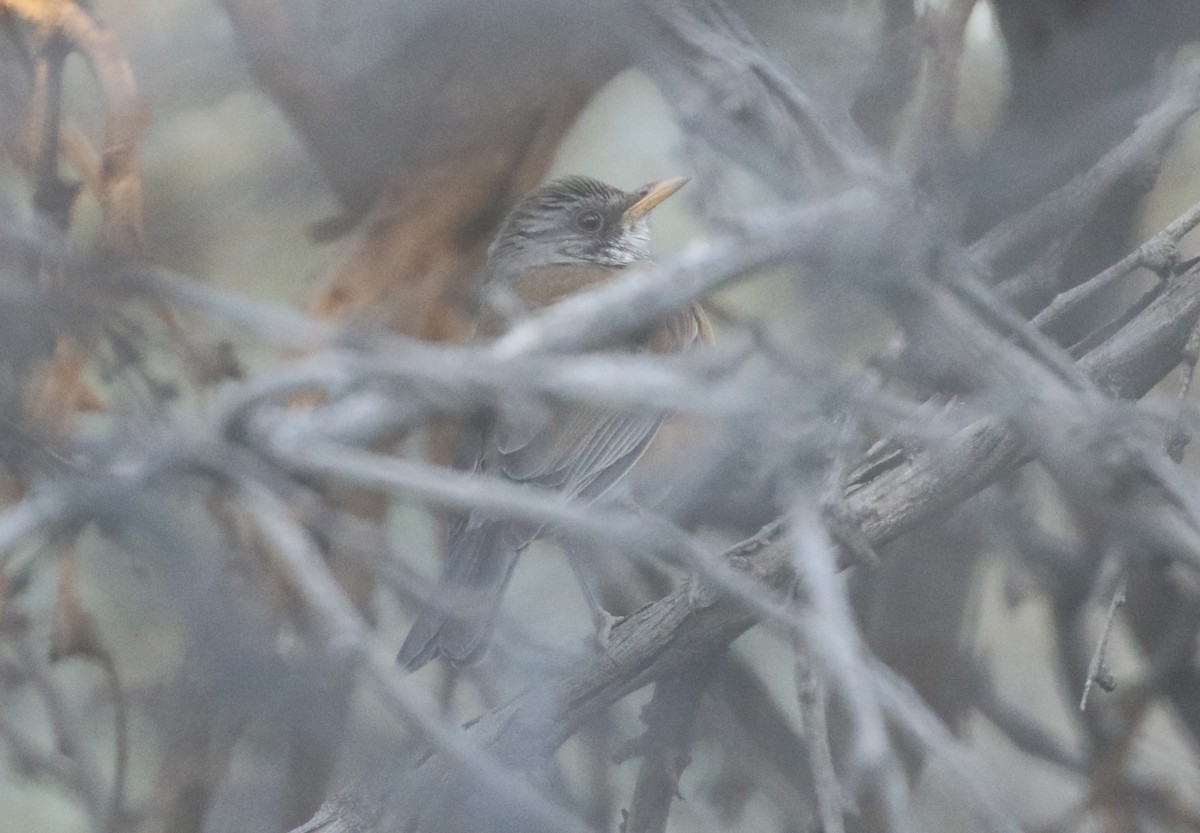 Rufous-backed Robin - ML611680569