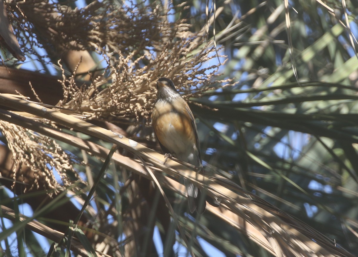 Rufous-backed Robin - ML611680571
