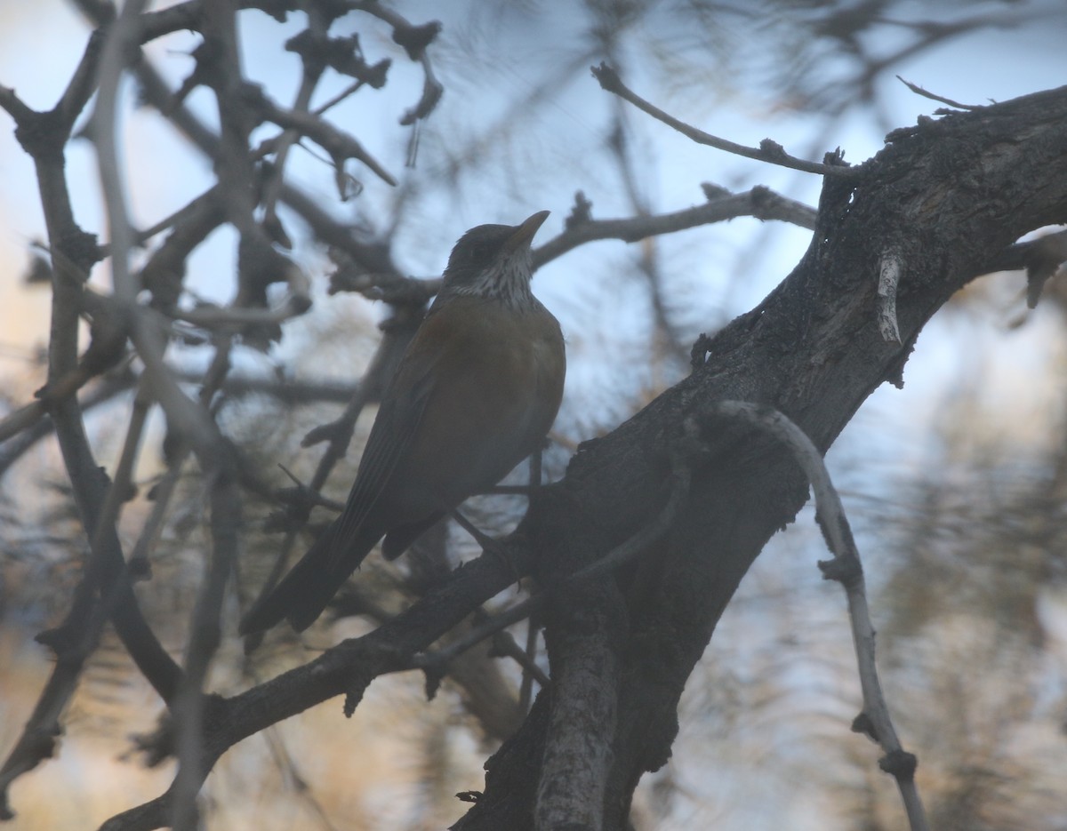 Rufous-backed Robin - ML611680572