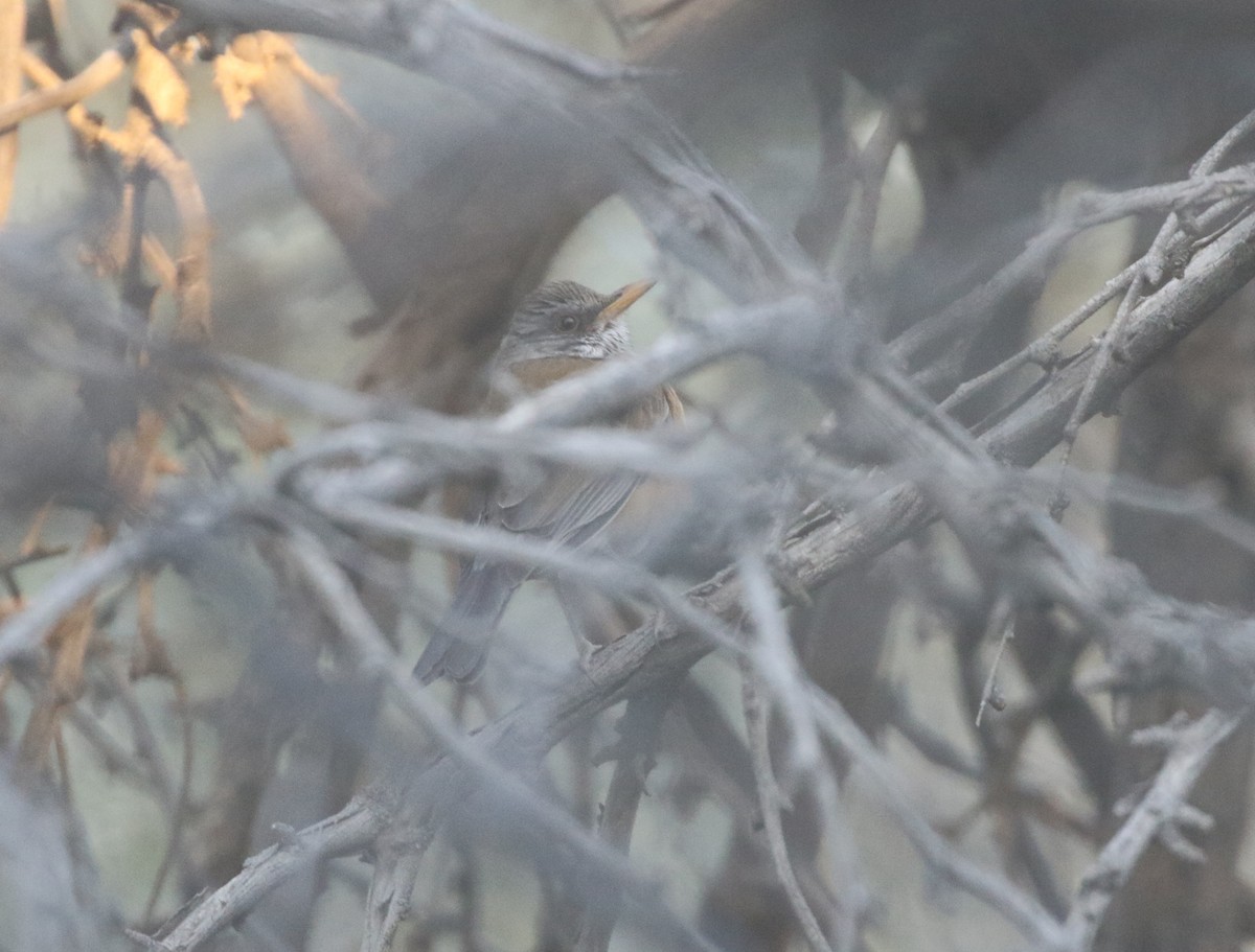 Rufous-backed Robin - ML611680573