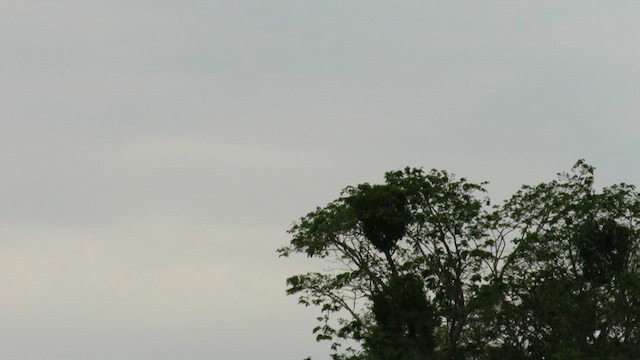 Red-bellied Macaw - ML611680633