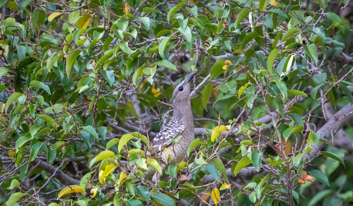 Great Bowerbird - ML611680647