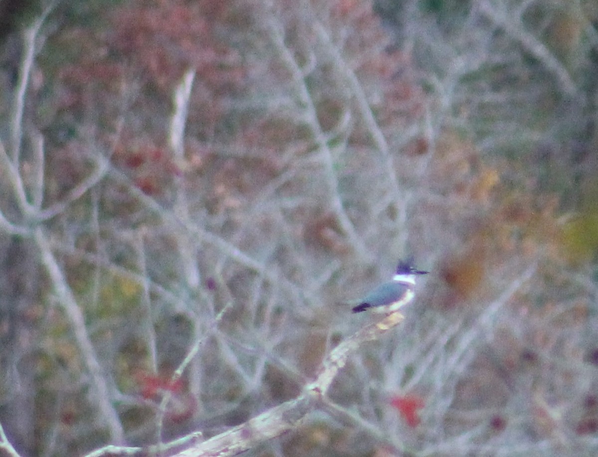 Belted Kingfisher - ML611680649