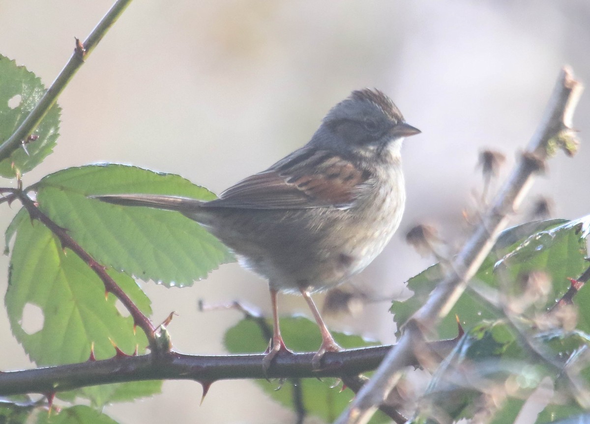 Swamp Sparrow - ML611680664