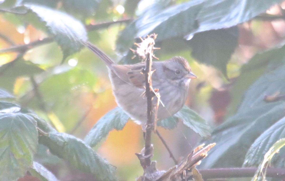 Swamp Sparrow - ML611680665