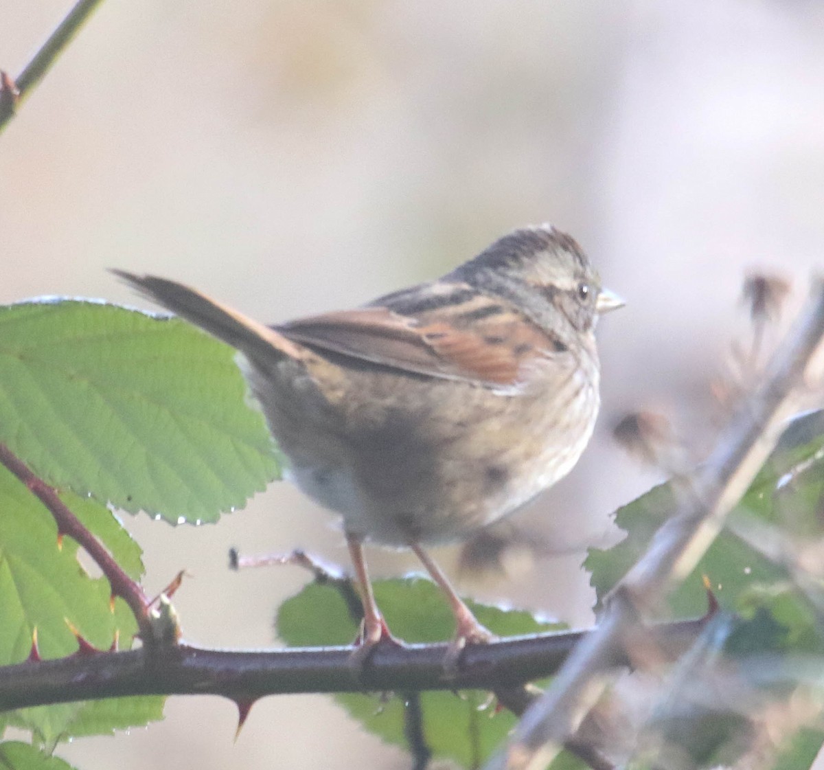Swamp Sparrow - ML611680666