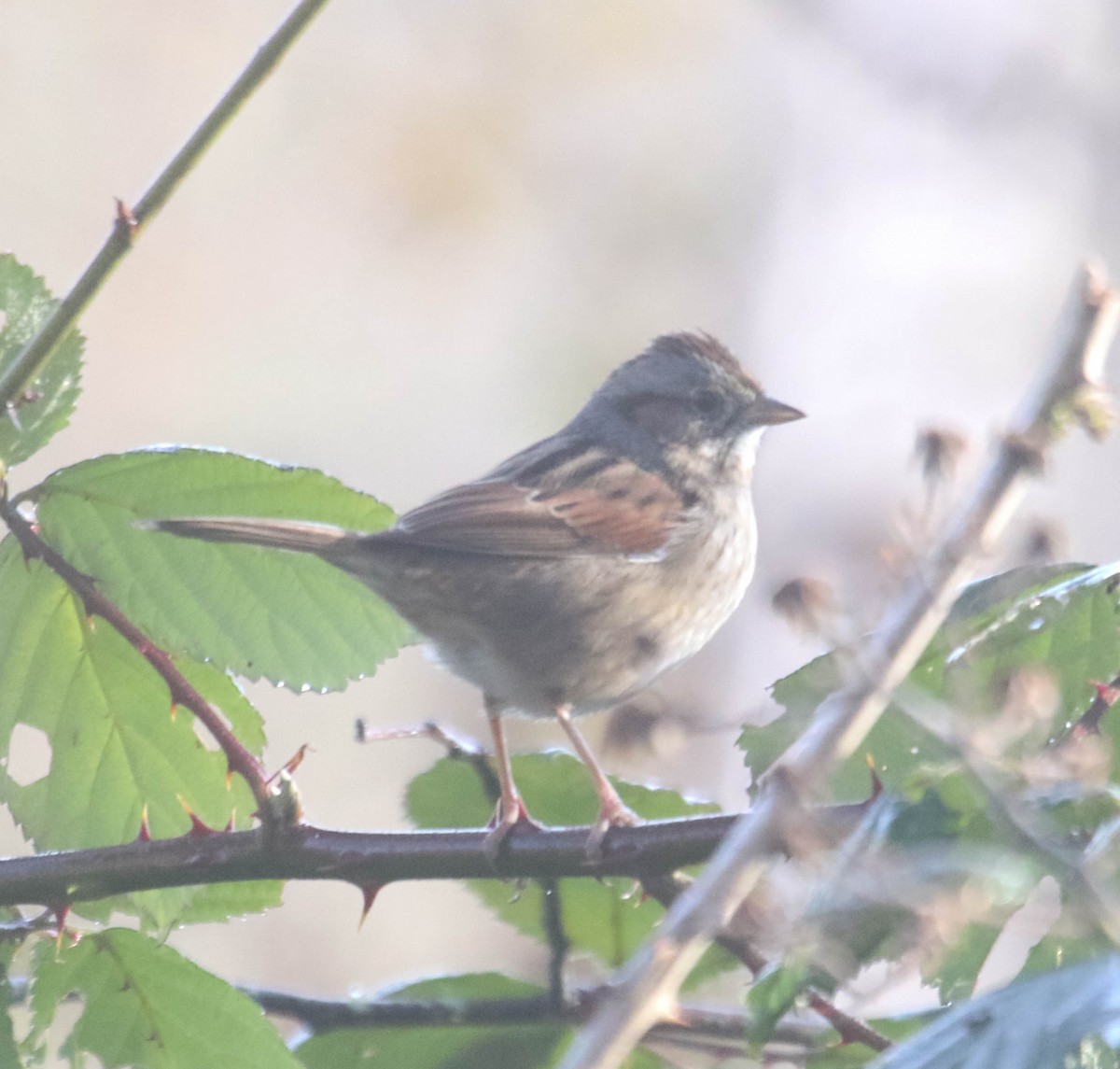 Swamp Sparrow - ML611680668