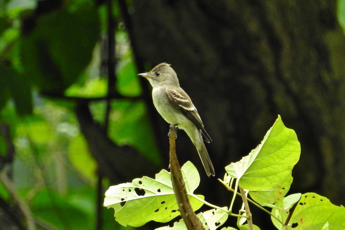 Eastern Wood-Pewee - Héctor Moncada