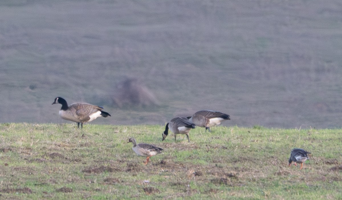 Greater White-fronted Goose - Elizabeth Crouthamel