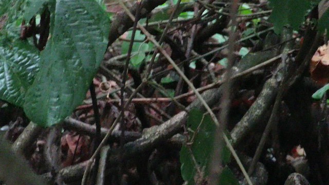 White-browed Antbird - ML611680716