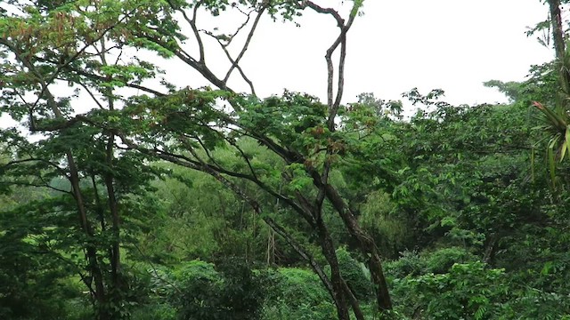 Chestnut-eared Aracari - ML611680723