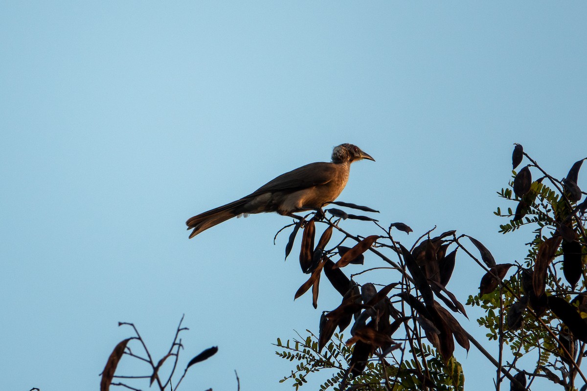 Helmeted Friarbird - ML611680724