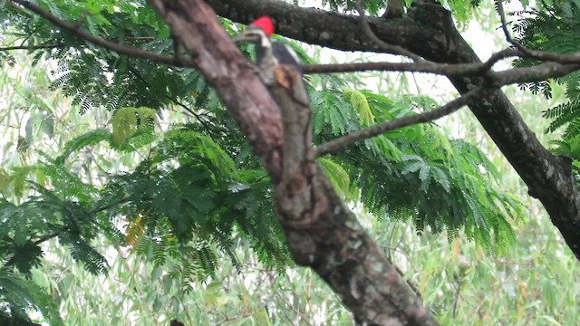 Lineated Woodpecker - ML611680730