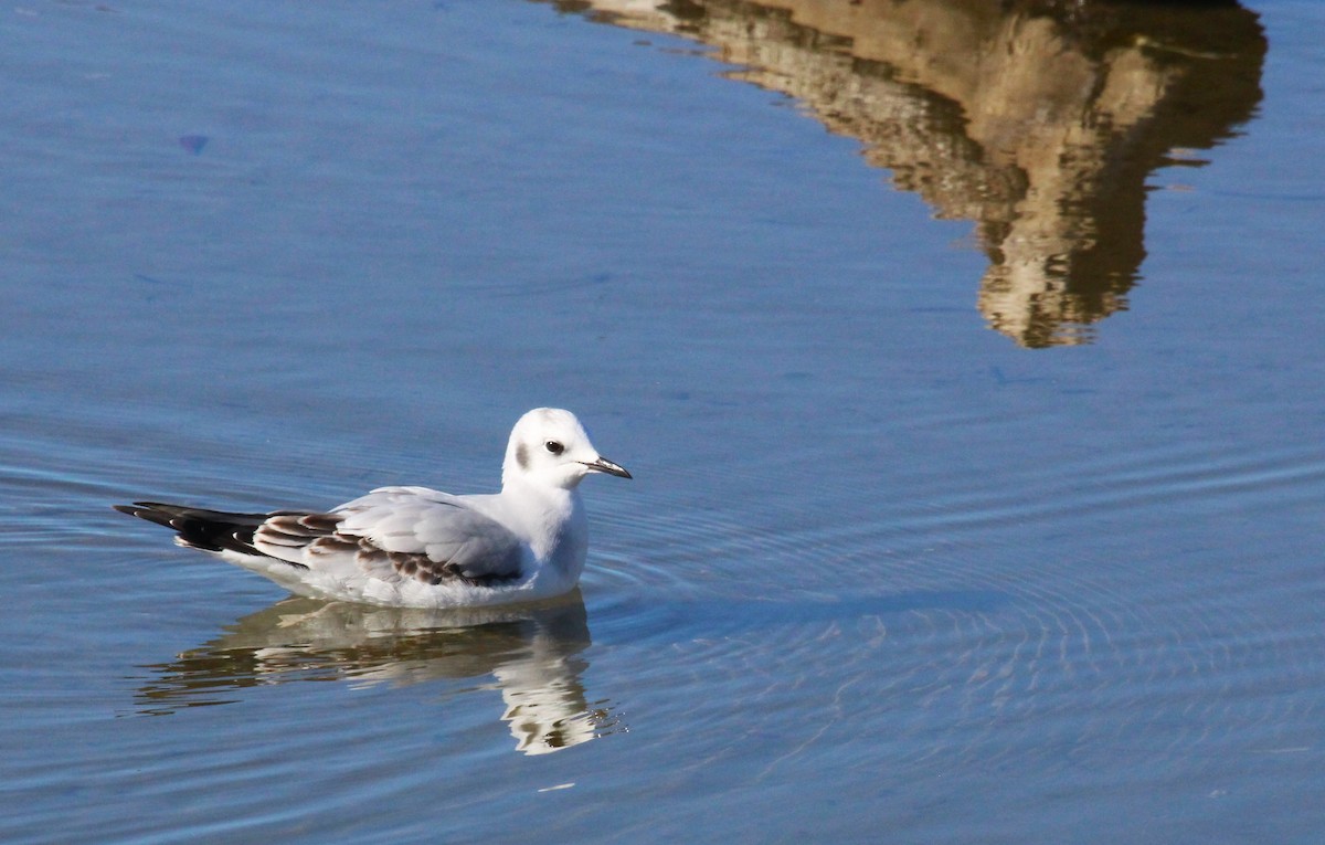 Bonaparte's Gull - Roger Hammer