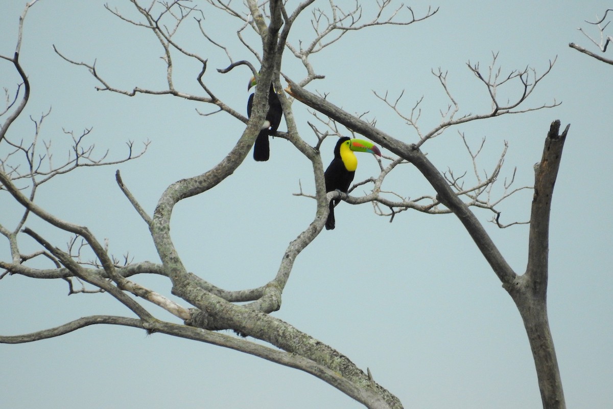 Keel-billed Toucan - Héctor Moncada