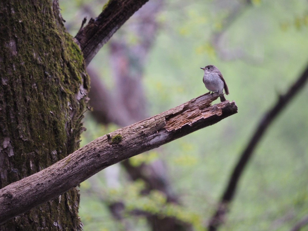 Asian Brown Flycatcher - ML611680760