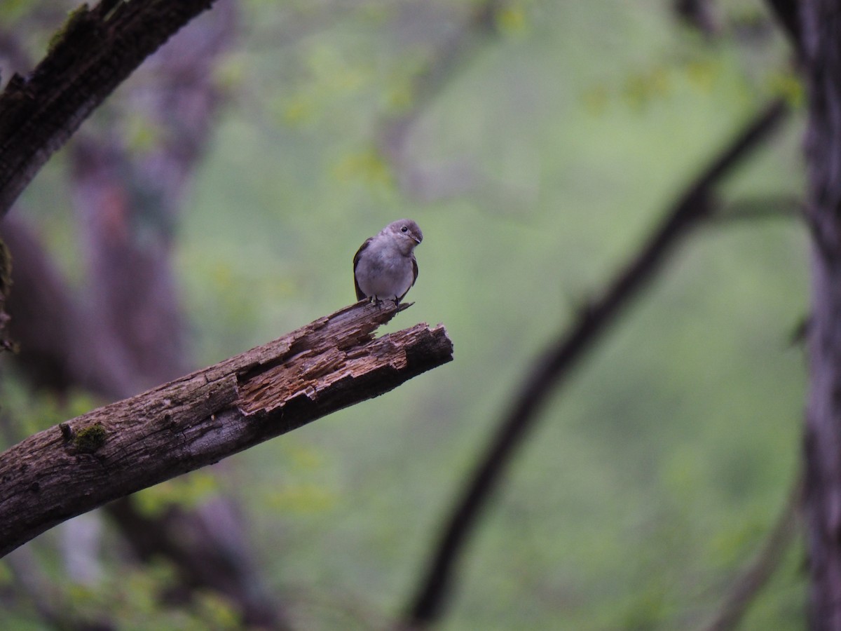 Asian Brown Flycatcher - ML611680769