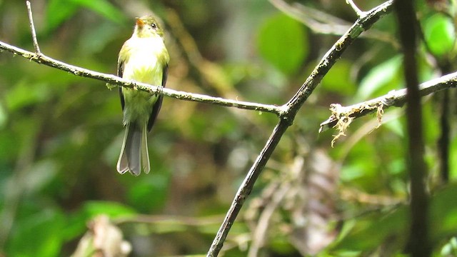 Moucherolle huppé (berlepschi) - ML611680821