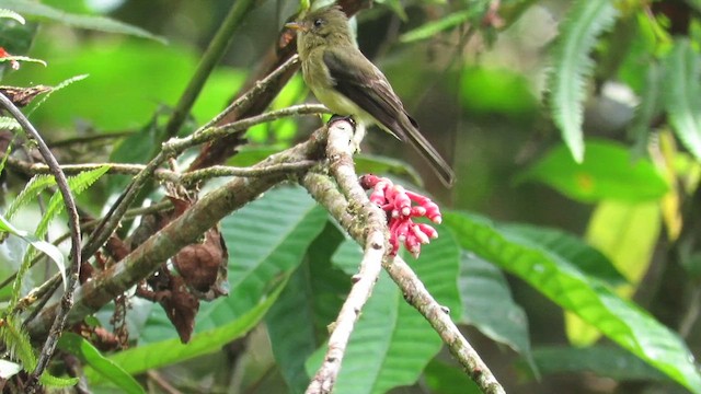 フサボウシハエトリ（berlepschi） - ML611680822