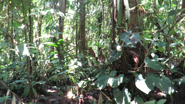 Choco Screech-Owl - ML611680861